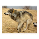 The Cartoon Wolf Shot posters by Tberling The Cartoon Wolf Shot posters