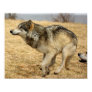 wolf, wolves, animal, wild, nature, cartoon