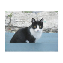 The Cat at Cache Creek Postcard