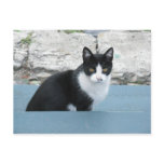The Cat at Cache Creek postcards