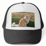 The Cat At Wimpole Hall Cambs hats