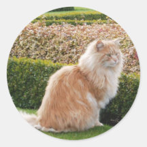 The Cat At Wimpole Hall Cambs Round Stickers