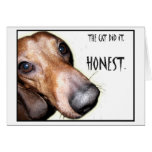 The Cat Did It Dachshund Doxie Cards