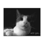 The Cat Post Cards