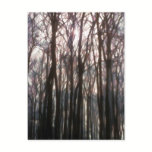 The Cathedral of the Forest Inspiring Photo postcards