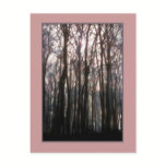 The Cathedral of the Forest Inspiring Photo postcards