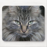 The Cats Eyes Have It