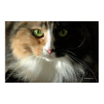The Cat's Eyes Poster posters