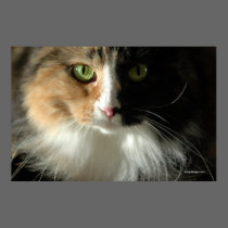 The Cat's Eyes Poster