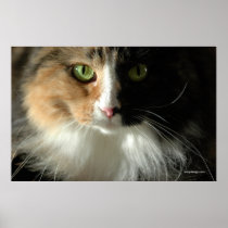 The Cat's Eyes Poster