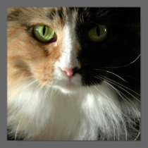 The Cat's Eyes Poster