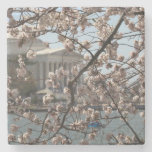 The Cherry Blossoms In Bloom In Washington DC Stone Coaster