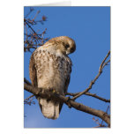 The Chicken Hawk cards