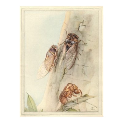THE CICADA - Insect Book Illustration Poster by ZephyrusBooks