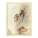 THE CICADA - Insect Book Illustration posters