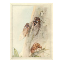 THE CICADA - Insect Book Illustration posters by ZephyrusBooks THE CICADA - Insect Book Illustration posters