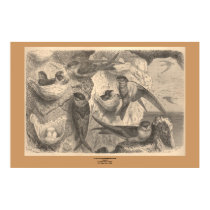The Cliff Swallows posters