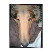 The Collie NOSE postcard