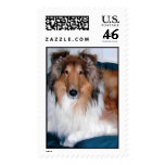 The Collie Postage Stamp