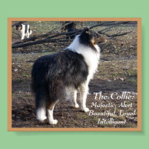 The Collie: posters