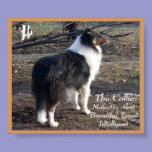 The Collie: posters