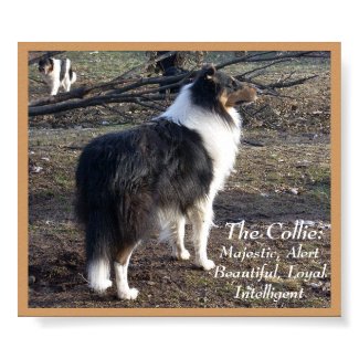 The Collie: print