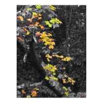 The color of Fall posters