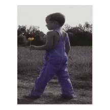 The Color of Innocence Postcard