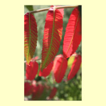 The Colors of the Sumac posters