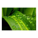 The Colour of Rain.. posters