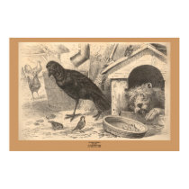 The Common Raven posters