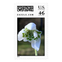 The Common Snowdrop Stamp