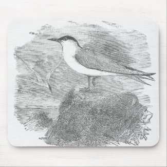 The Common Tern mousepad
