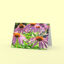 The Coneflower Field cards