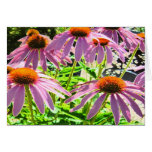 The Coneflower Field Greeting Card