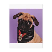 The Cool Pug Postcard