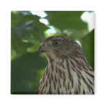 The Cooper's Hawk Fridge Magnets
