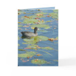 The Coot Cards