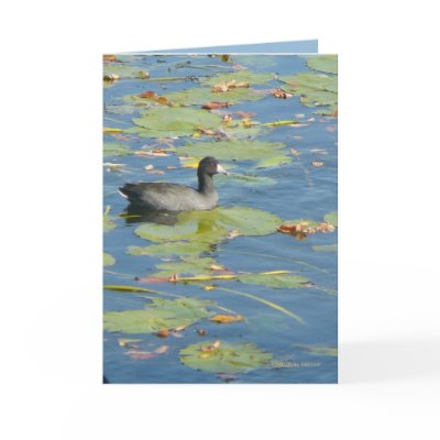 The Coot Cards by MoiraAshleigh