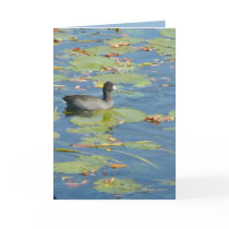 The Coot cards by MoiraAshleigh The Coot cards