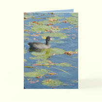 The Coot cards by MoiraAshleigh The Coot cards
