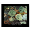 The coral pool posters by chesterperson The coral pool posters