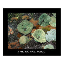 The coral pool posters by chesterperson The coral pool posters