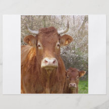 The cow and his calf - the cow and its calf full color flyer
