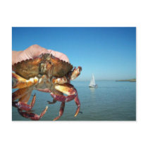 The crab and the sail boat, post card postcards by design_girl The crab and the sail boat, post card postcards