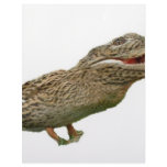 The Crocoduck Letterhead Template