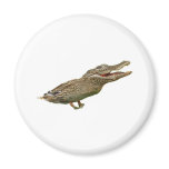 The Crocoduck magnets