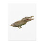 The Crocoduck Post Card