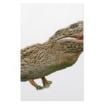 The Crocoduck Customized Stationery