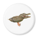 The Crocoduck with feet magnets